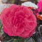 Begonia Tuberhybrida Nonstop Mocca "Pink" - во саксија Ø13